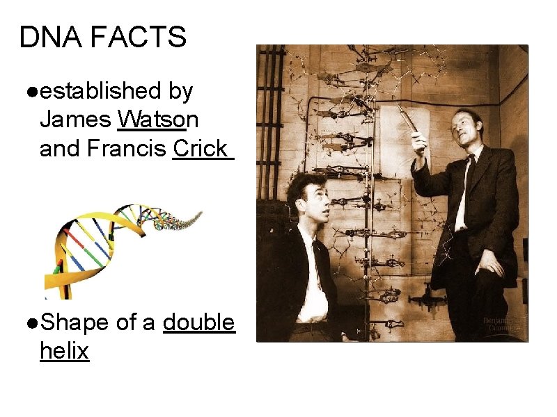 DNA FACTS ●established by James Watson and Francis Crick ●Shape of a double helix