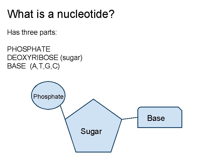 What is a nucleotide? Has three parts: PHOSPHATE DEOXYRIBOSE (sugar) BASE (A, T, G,
