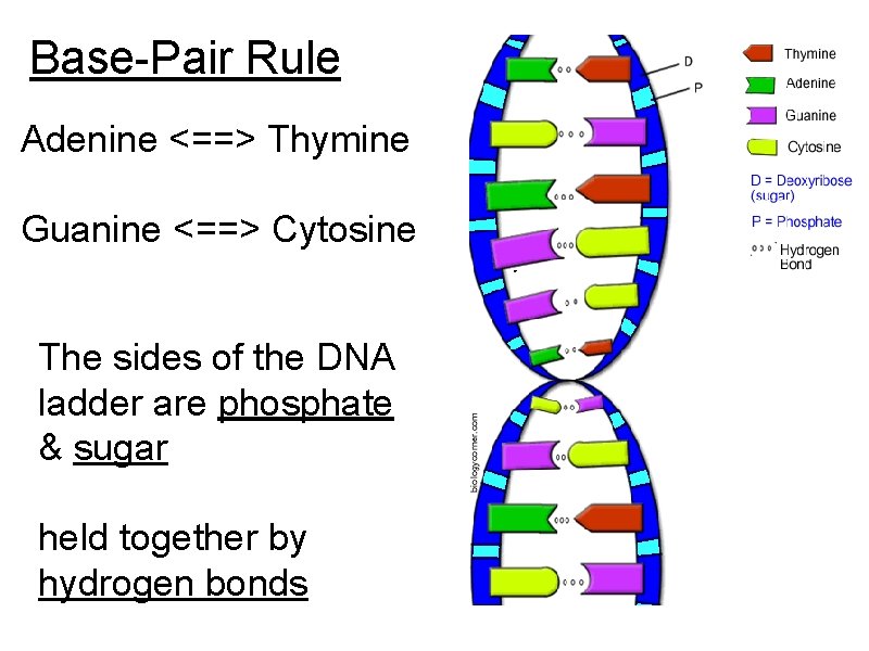 Base-Pair Rule Adenine <==> Thymine Guanine <==> Cytosine The sides of the DNA ladder