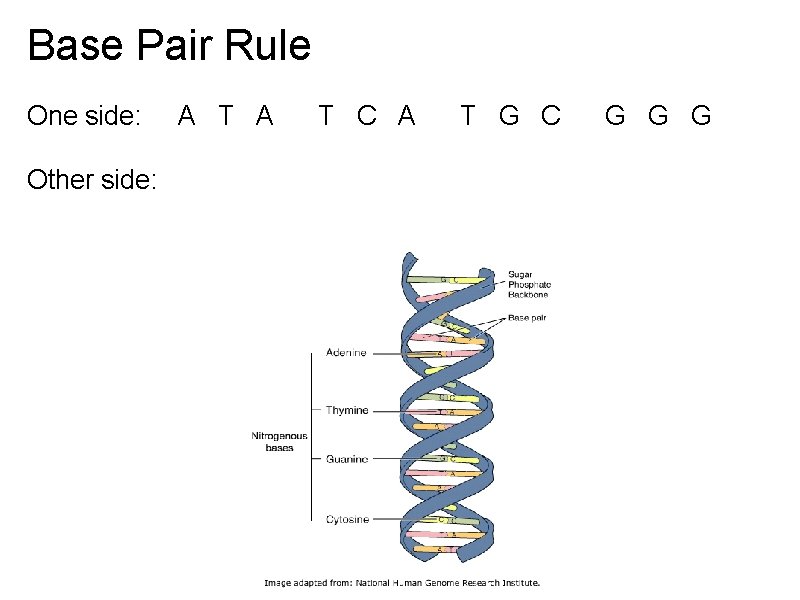 Base Pair Rule One side: A T A T C A T G C