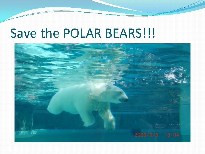 Save the POLAR BEARS!!! Save the POLAR BEARS!!!