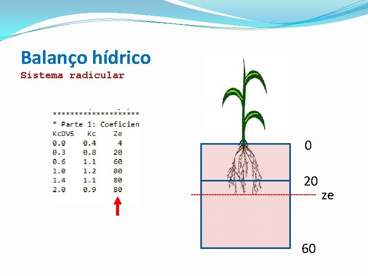 Balanço hídrico Sistema radicular 0 20 60 ze 