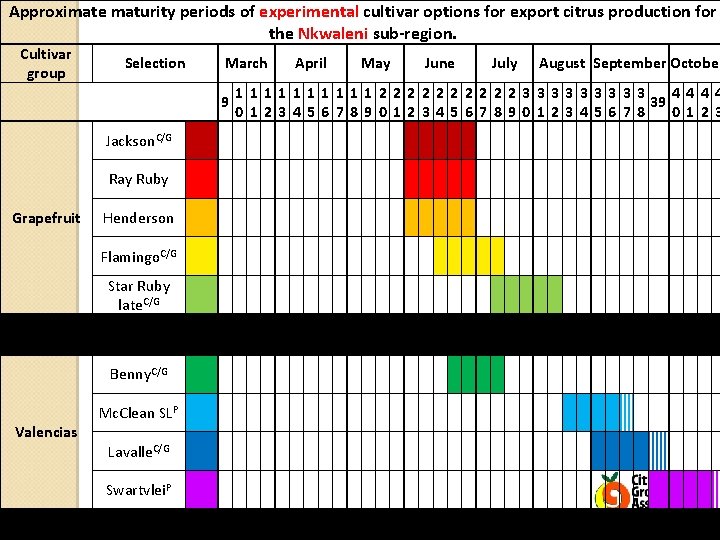 Approximate maturity periods of experimental cultivar options for export citrus production for the Nkwaleni