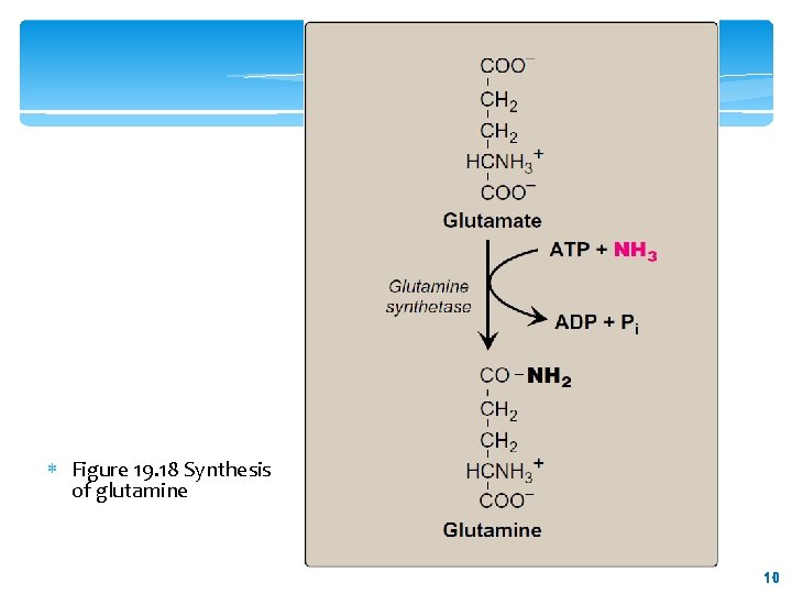 Figure 19. 18 Synthesis of glutamine 10 10 Figure 19. 18 Synthesis of glutamine 10 10