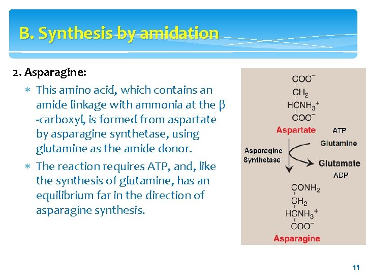 B. Synthesis by amidation 2. Asparagine: This amino acid, which contains an amide linkage