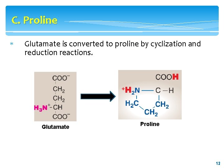C. Proline Glutamate is converted to proline by cyclization and reduction reactions. Glutamate Proline C. Proline Glutamate is converted to proline by cyclization and reduction reactions. Glutamate Proline