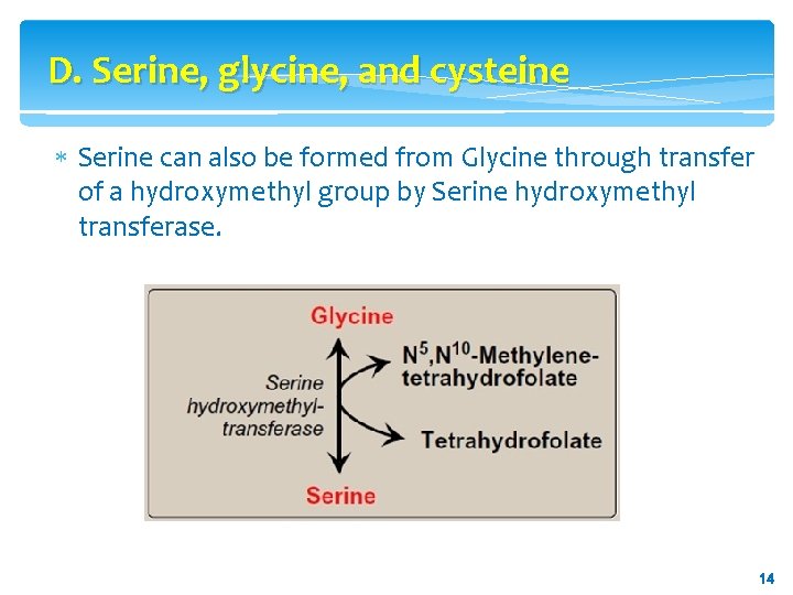 D. Serine, glycine, and cysteine Serine can also be formed from Glycine through transfer