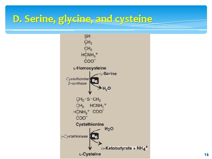 D. Serine, glycine, and cysteine 16 16 D. Serine, glycine, and cysteine 16 16