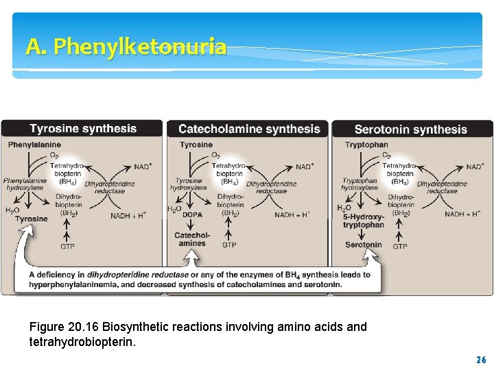 A. Phenylketonuria Figure 20. 16 Biosynthetic reactions involving amino acids and tetrahydrobiopterin. 26 26 A. Phenylketonuria Figure 20. 16 Biosynthetic reactions involving amino acids and tetrahydrobiopterin. 26 26