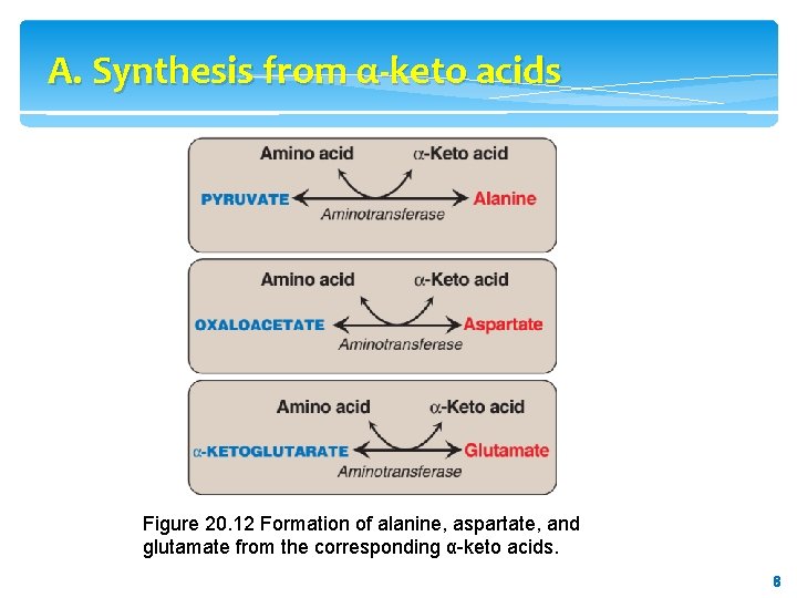 A. Synthesis from α-keto acids Figure 20. 12 Formation of alanine, aspartate, and glutamate