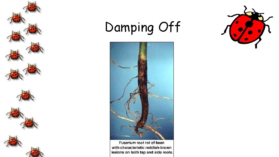 Damping Off 