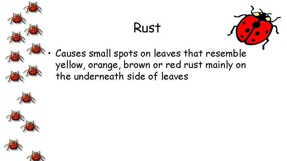 Rust • Causes small spots on leaves that resemble yellow, orange, brown or red