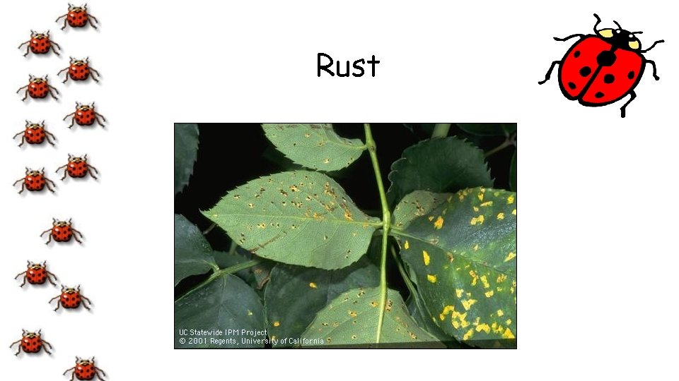 Rust 