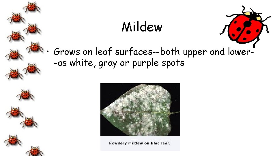 Mildew • Grows on leaf surfaces--both upper and lower-as white, gray or purple spots