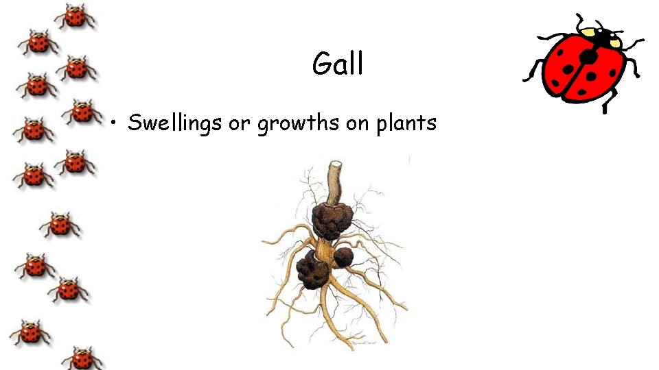 Gall • Swellings or growths on plants 