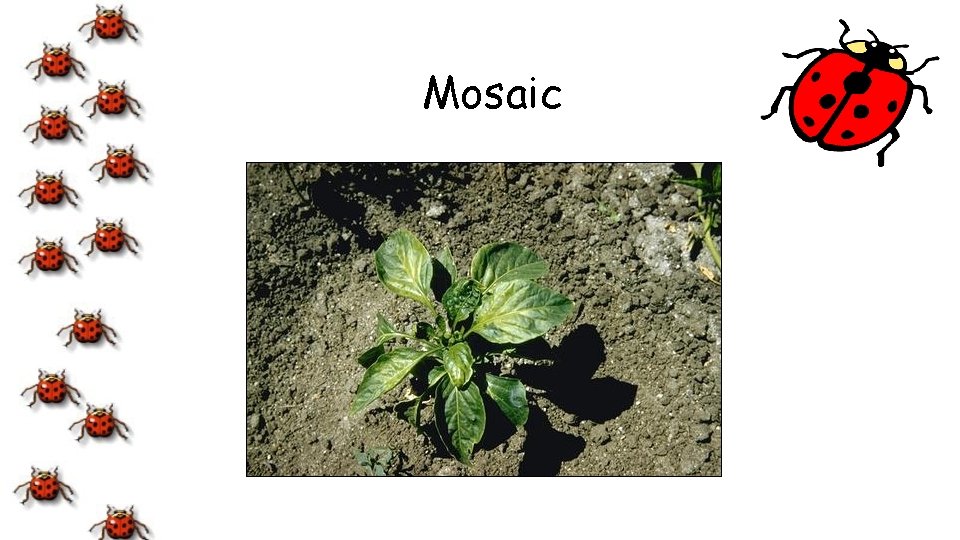 Mosaic 