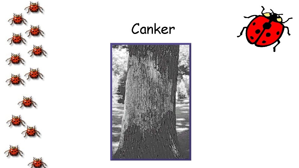 Canker 