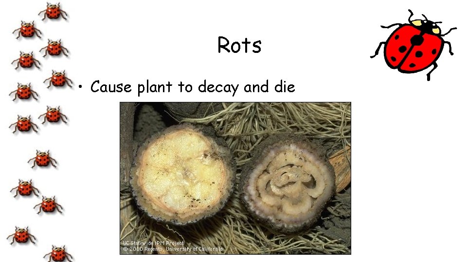 Rots • Cause plant to decay and die 