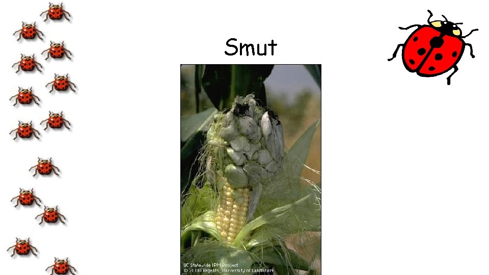 Smut 
