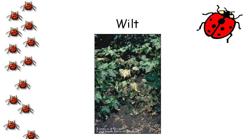 Wilt 