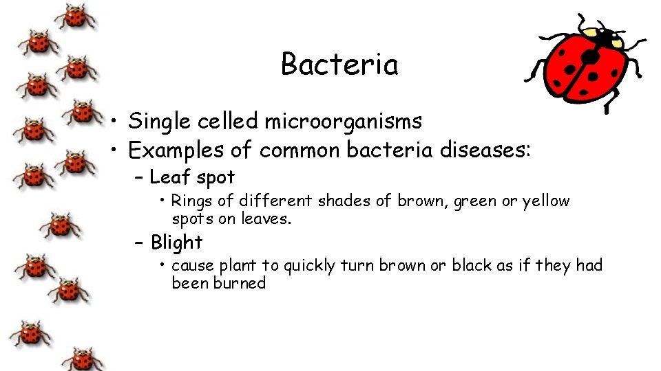 Bacteria • Single celled microorganisms • Examples of common bacteria diseases: – Leaf spot