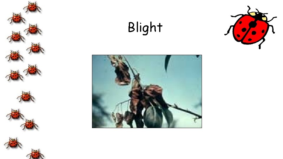 Blight 
