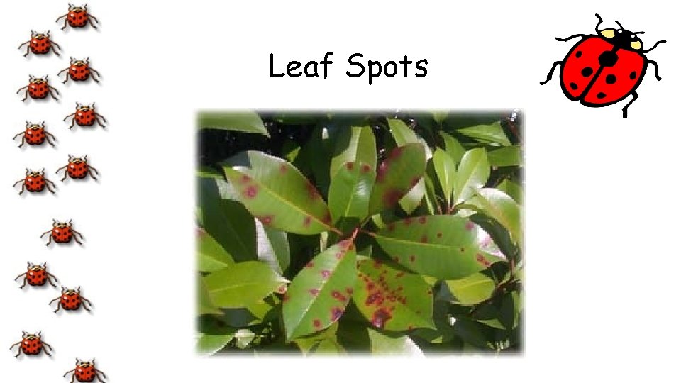 Leaf Spots 
