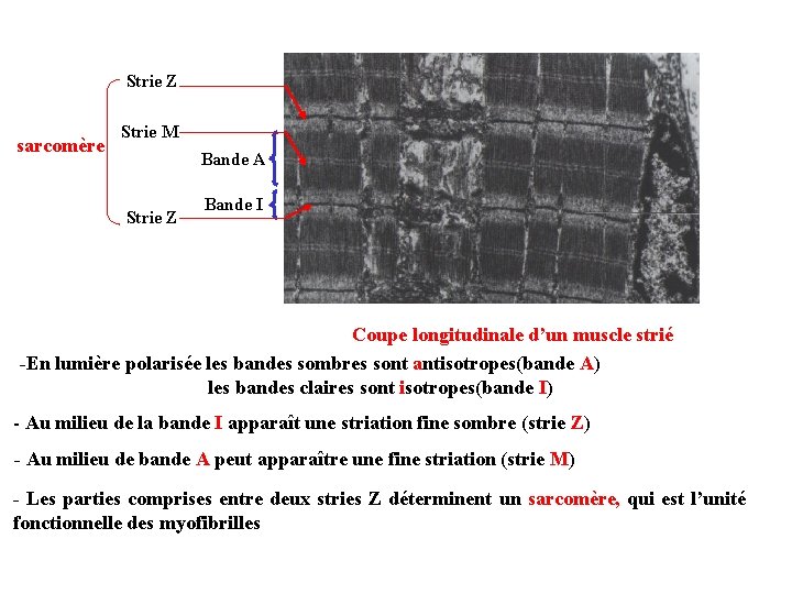 Strie Z sarcomère Strie M Bande A Strie Z Bande I Coupe longitudinale d’un