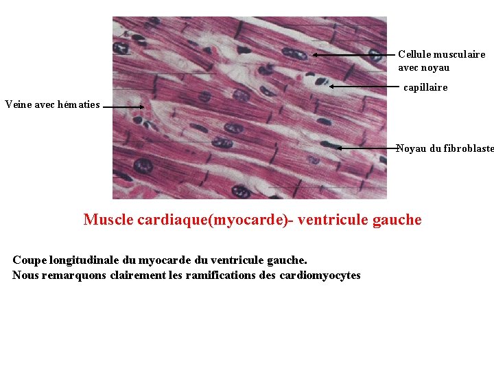 Cellule musculaire avec noyau capillaire Veine avec hématies Noyau du fibroblaste Muscle cardiaque(myocarde)- ventricule