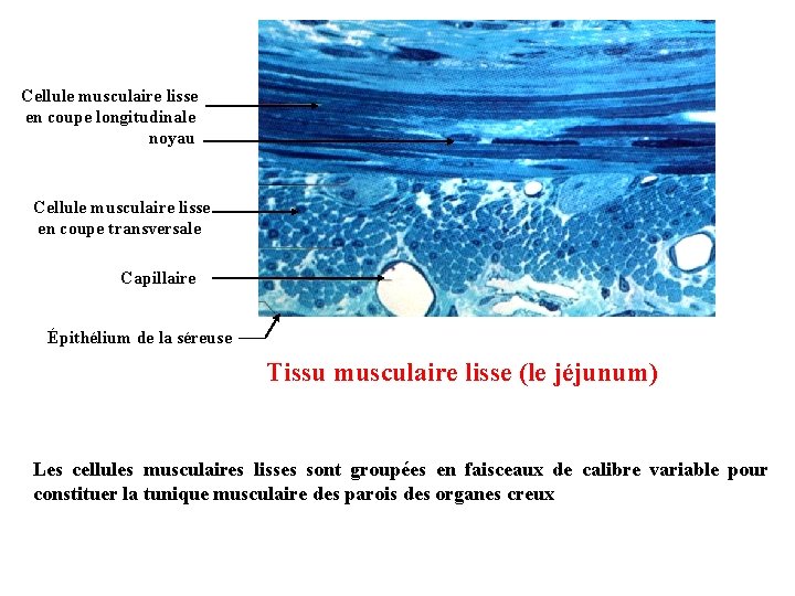 Cellule musculaire lisse en coupe longitudinale noyau Cellule musculaire lisse en coupe transversale Capillaire