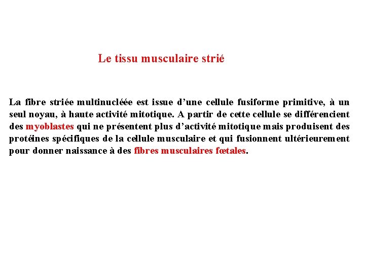 Le tissu musculaire strié La fibre striée multinucléée est issue d’une cellule fusiforme primitive, Le tissu musculaire strié La fibre striée multinucléée est issue d’une cellule fusiforme primitive,