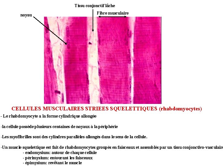 Tissu conjonctif lâche noyau Fibre musculaire CELLULES MUSCULAIRES STRIEES SQUELETTIQUES (rhabdomyocytes) - Le rhabdomyocyte Tissu conjonctif lâche noyau Fibre musculaire CELLULES MUSCULAIRES STRIEES SQUELETTIQUES (rhabdomyocytes) - Le rhabdomyocyte