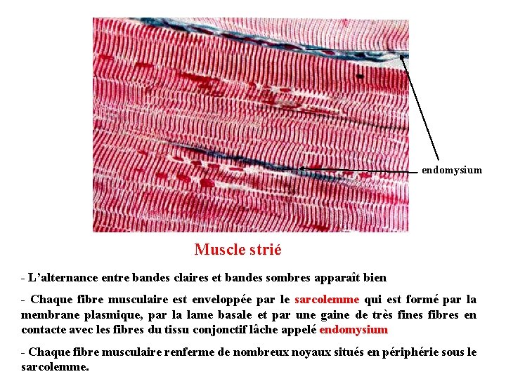 endomysium Muscle strié - L’alternance entre bandes claires et bandes sombres apparaît bien - endomysium Muscle strié - L’alternance entre bandes claires et bandes sombres apparaît bien -