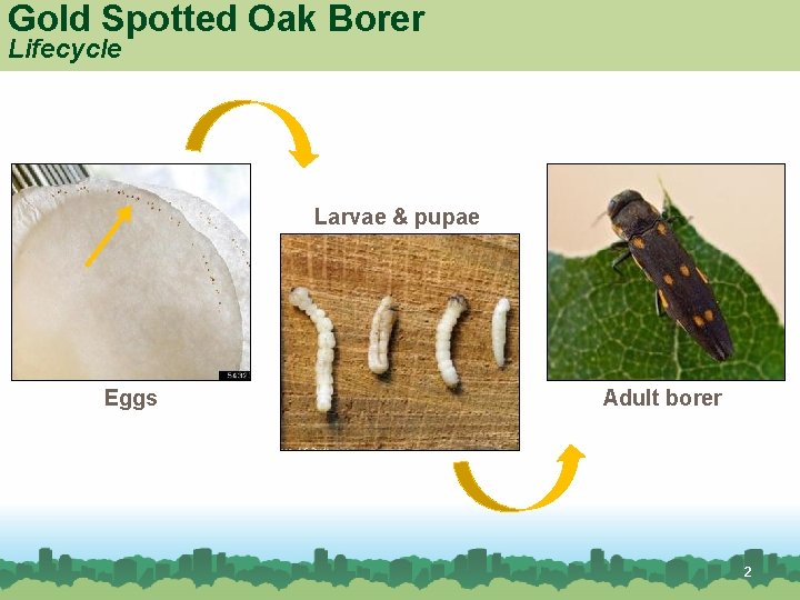 Gold Spotted Oak Borer Lifecycle Larvae & pupae Eggs Adult borer 2 