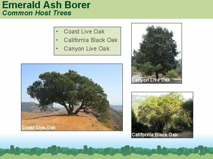 Emerald Ash Borer Common Host Trees • Coast Live Oak • California Black Oak