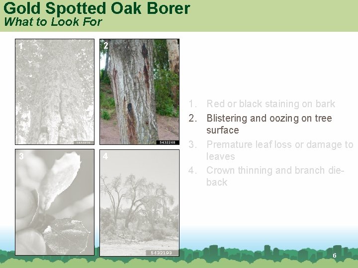 Gold Spotted Oak Borer What to Look For 1 3 2 4 1. Red