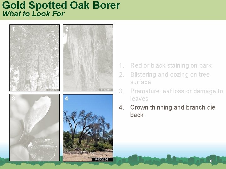 Gold Spotted Oak Borer What to Look For 1 3 2 4 1. Red