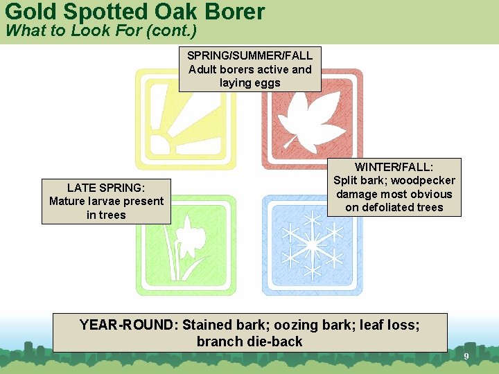 Gold Spotted Oak Borer What to Look For (cont. ) SPRING/SUMMER/FALL Adult borers active