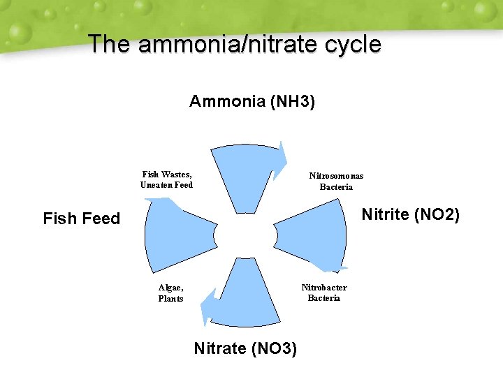 The ammonia/nitrate cycle Ammonia (NH 3) Fish Wastes, Uneaten Feed Nitrosomonas Bacteria Nitrite (NO