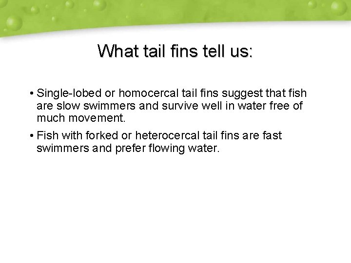 What tail fins tell us: • Single-lobed or homocercal tail fins suggest that fish