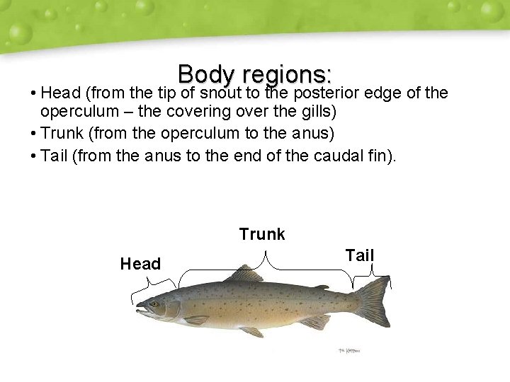 Body regions: • Head (from the tip of snout to the posterior edge of