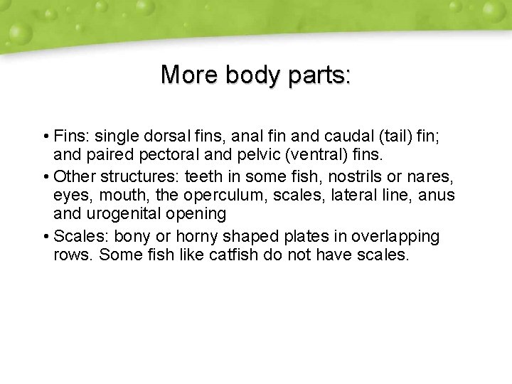 More body parts: • Fins: single dorsal fins, anal fin and caudal (tail) fin;