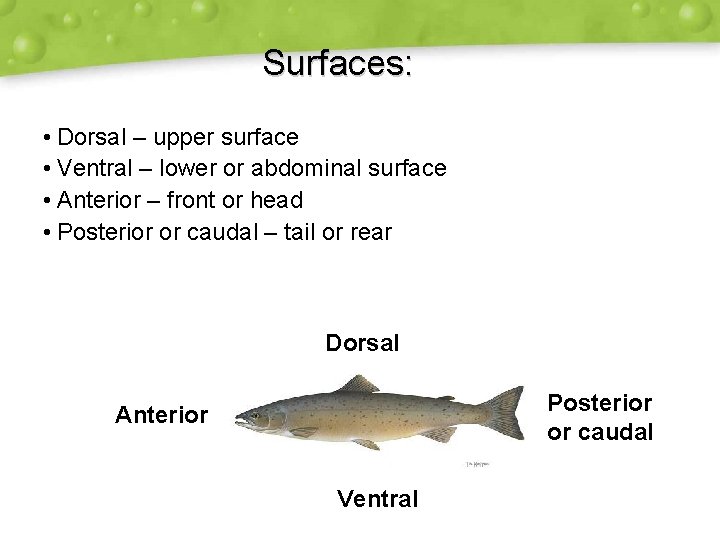 Surfaces: • Dorsal – upper surface • Ventral – lower or abdominal surface •
