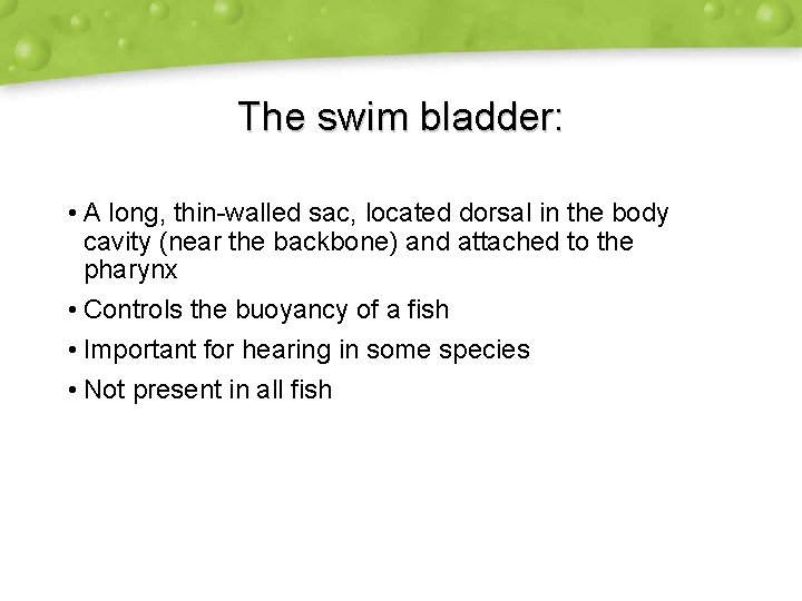 The swim bladder: • A long, thin-walled sac, located dorsal in the body cavity