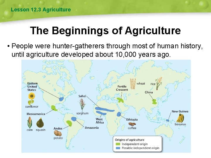 Lesson 12. 3 Agriculture The Beginnings of Agriculture • People were hunter-gatherers through most