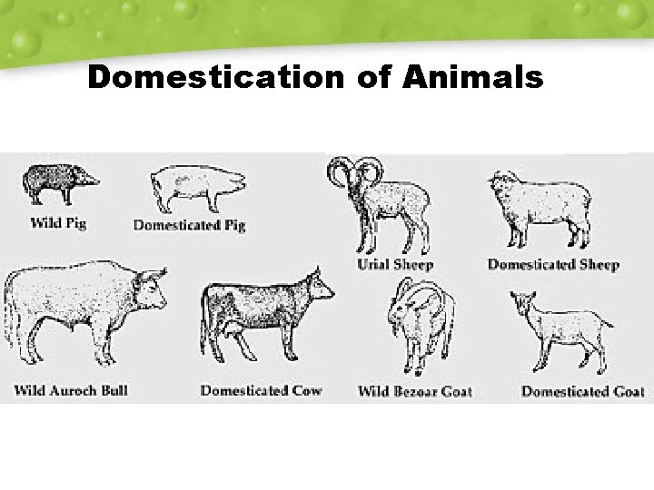 Domestication of Animals 