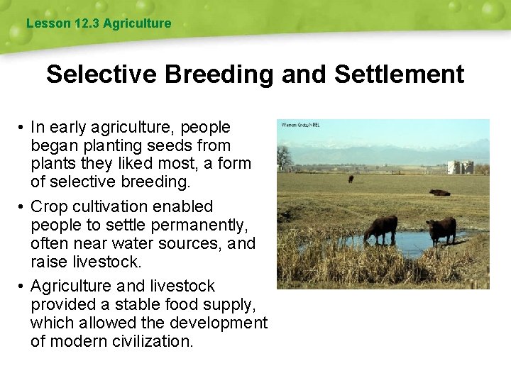 Lesson 12. 3 Agriculture Selective Breeding and Settlement • In early agriculture, people began