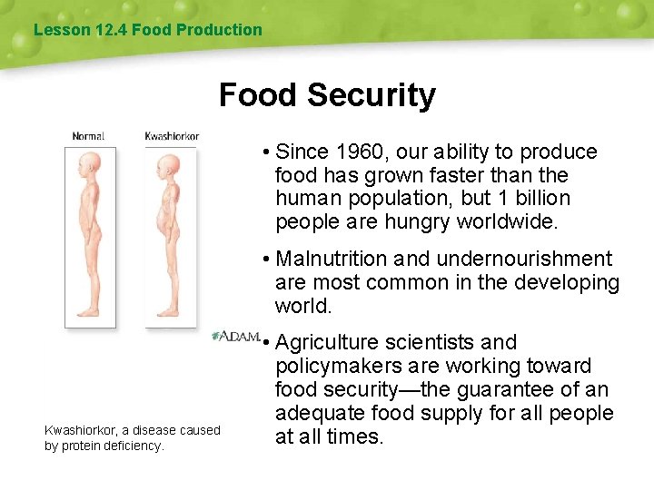 Lesson 12. 4 Food Production Food Security • Since 1960, our ability to produce