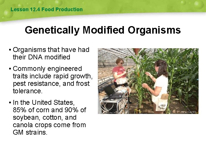 Lesson 12. 4 Food Production Genetically Modified Organisms • Organisms that have had their