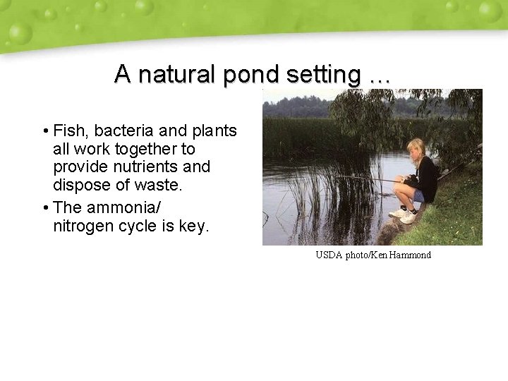 A natural pond setting … • Fish, bacteria and plants all work together to